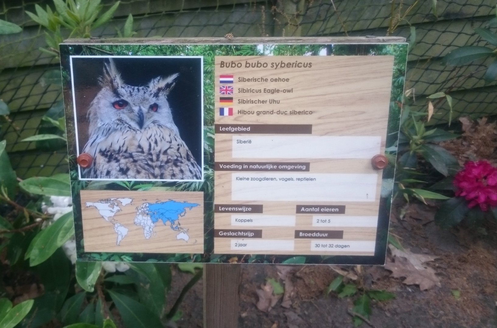 Sign Siberian eagle owl
