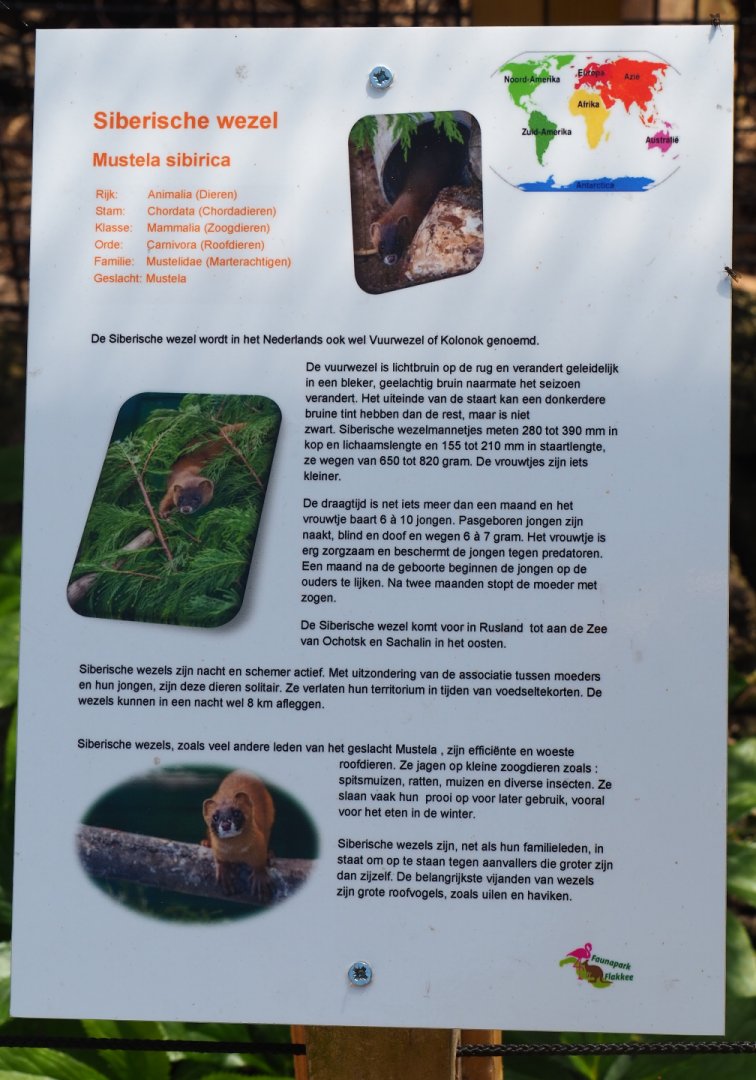 Sign Siberian weasel, 2019-06-01