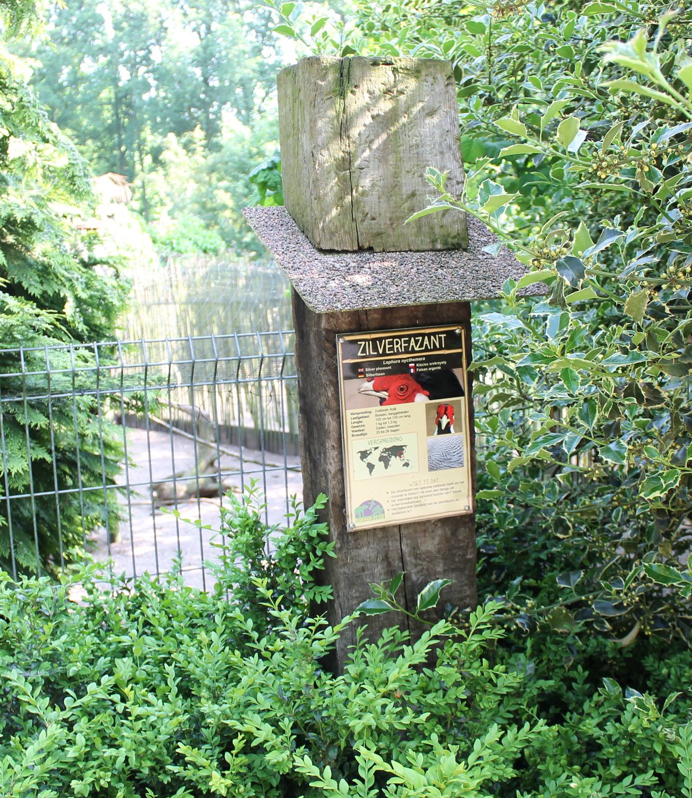 Sign Silver pheasant