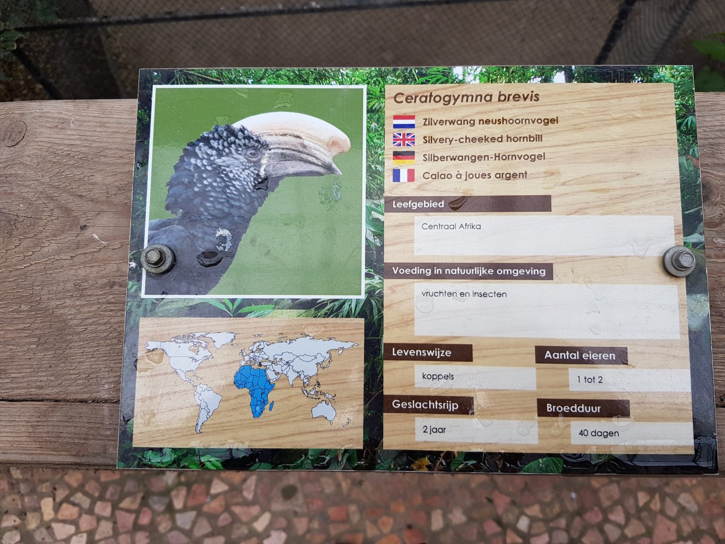 Sign Silvery-cheeked hornbill