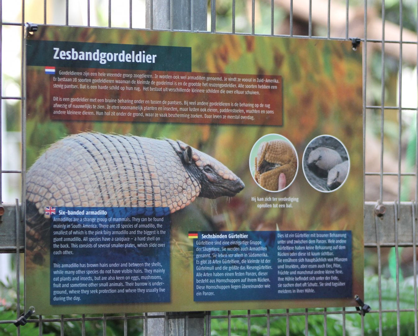 Sign Six-banded armadillo