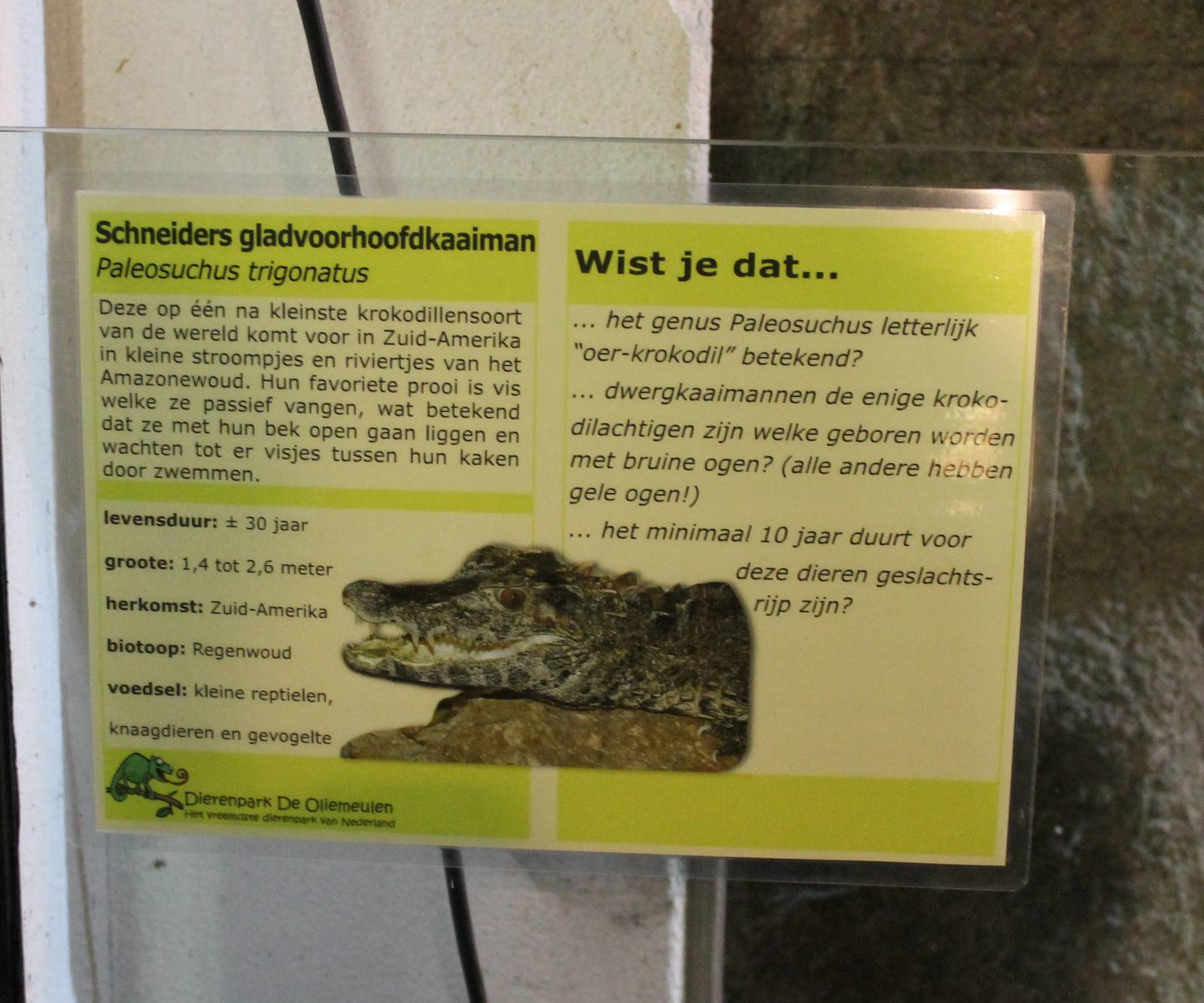 Sign Smooth-fronted caiman