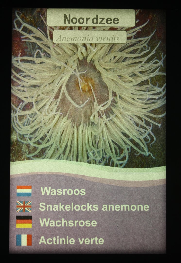 Sign Snakelocks anemone