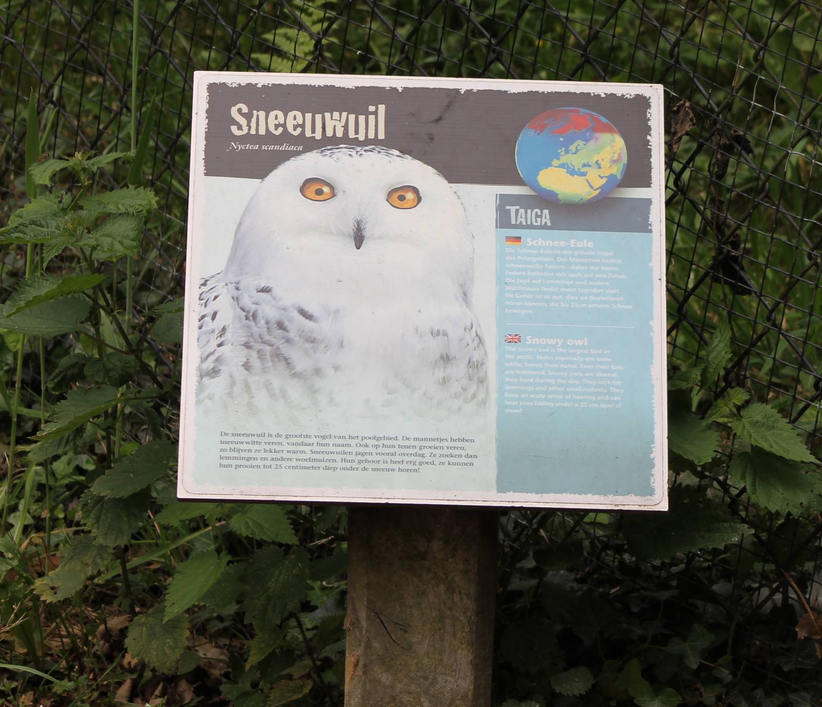 Sign snowy owl