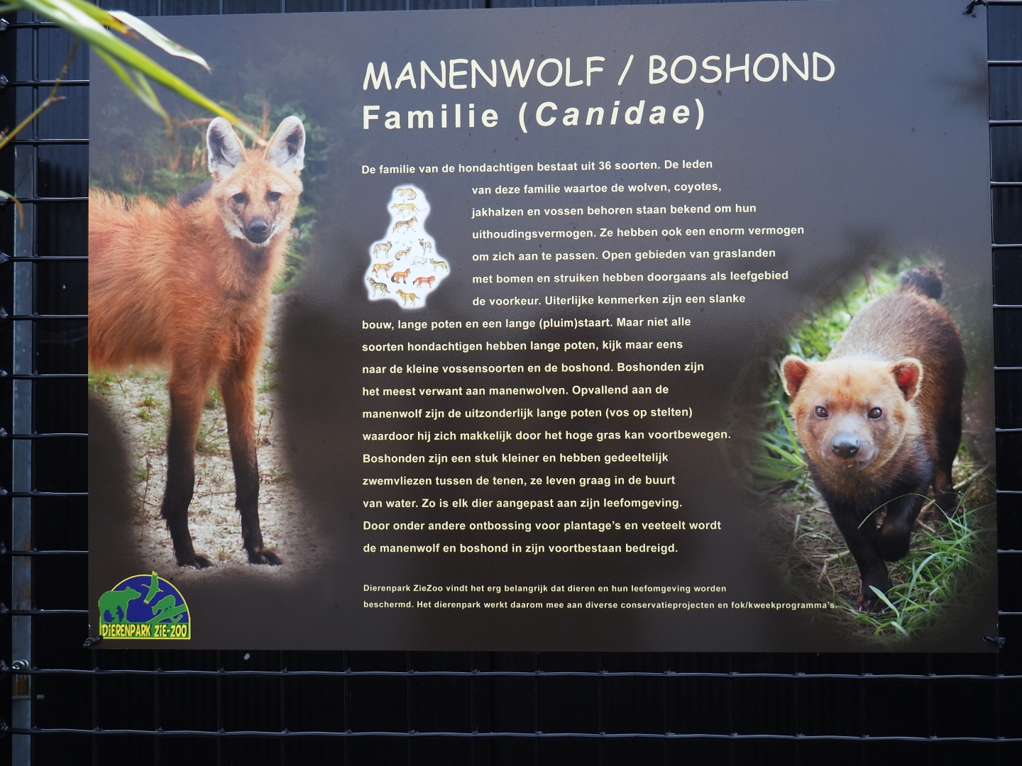 Sign South American canids, 2019-04-06