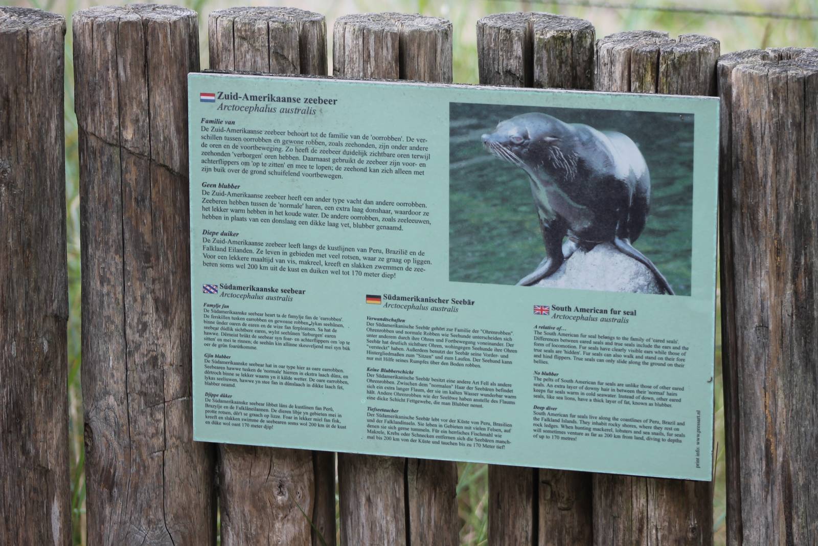 Sign South American fur seal