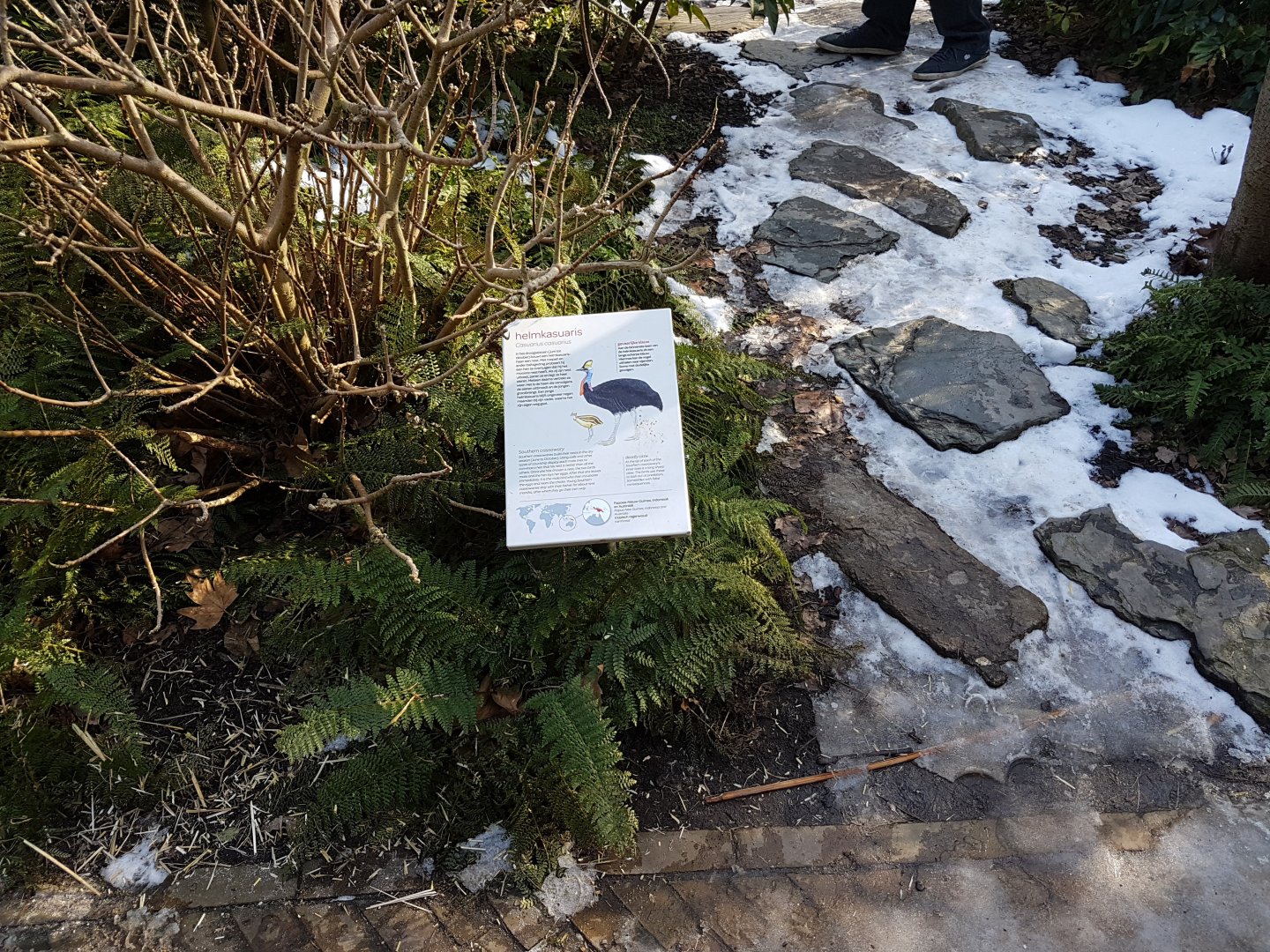 Sign Southern cassowary