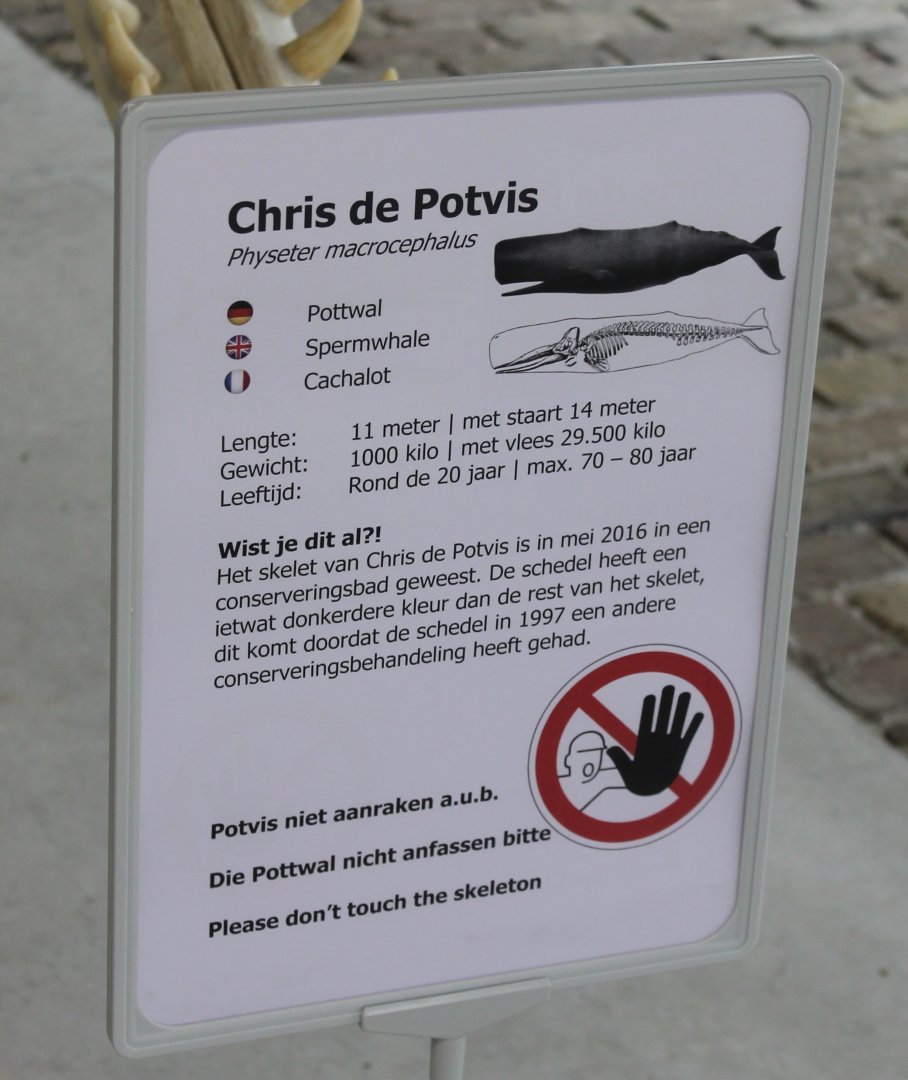 Sign Spermwhale skeleton