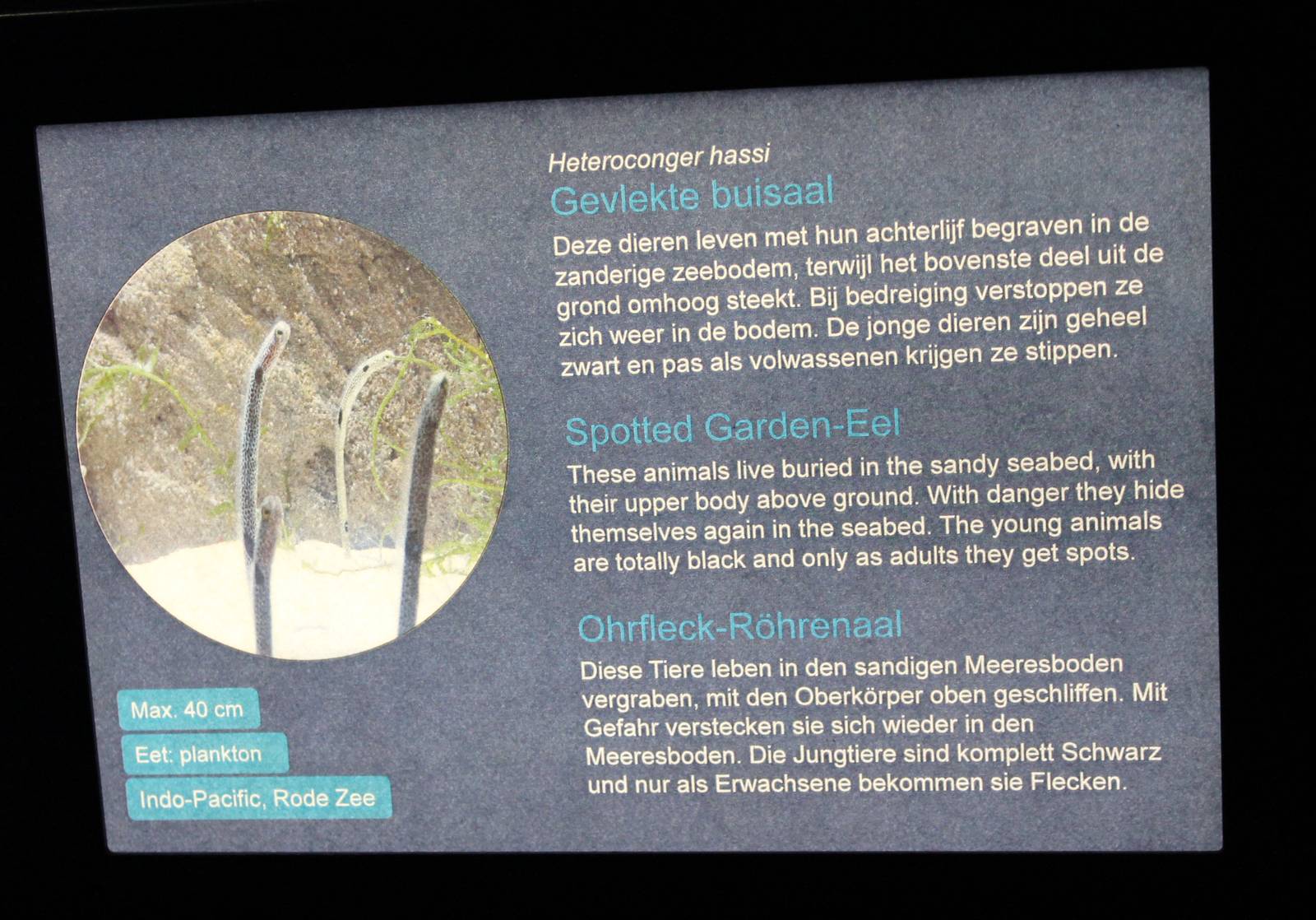 Sign Spotted garden-eel