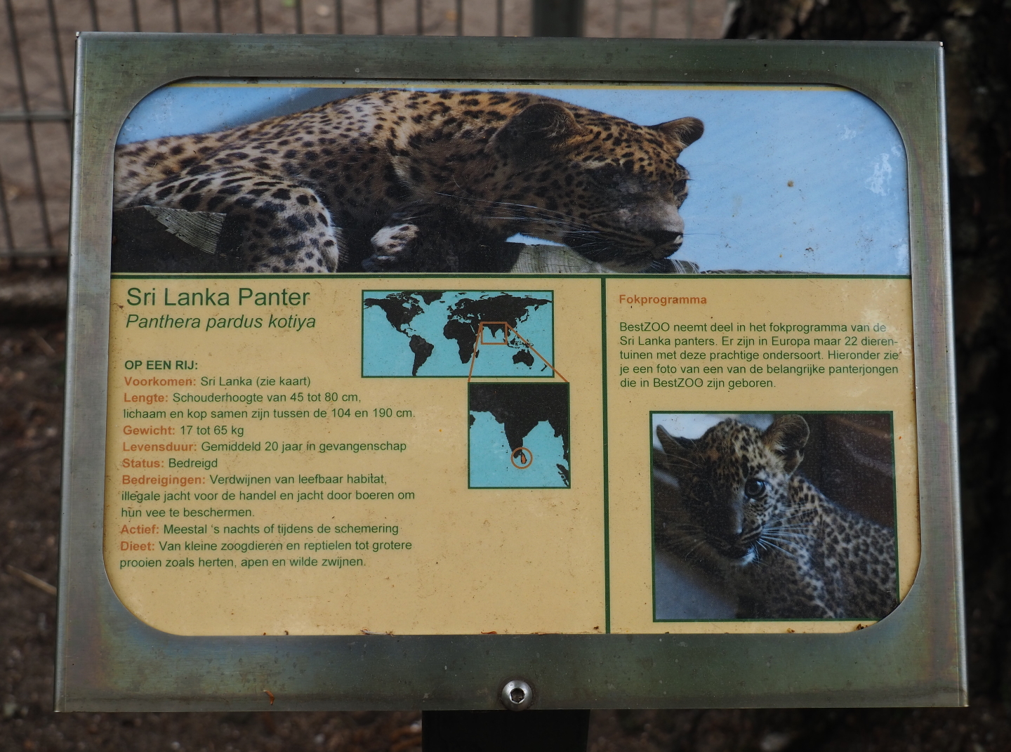 Sign Sri Lankan leopard, 2019-05-25