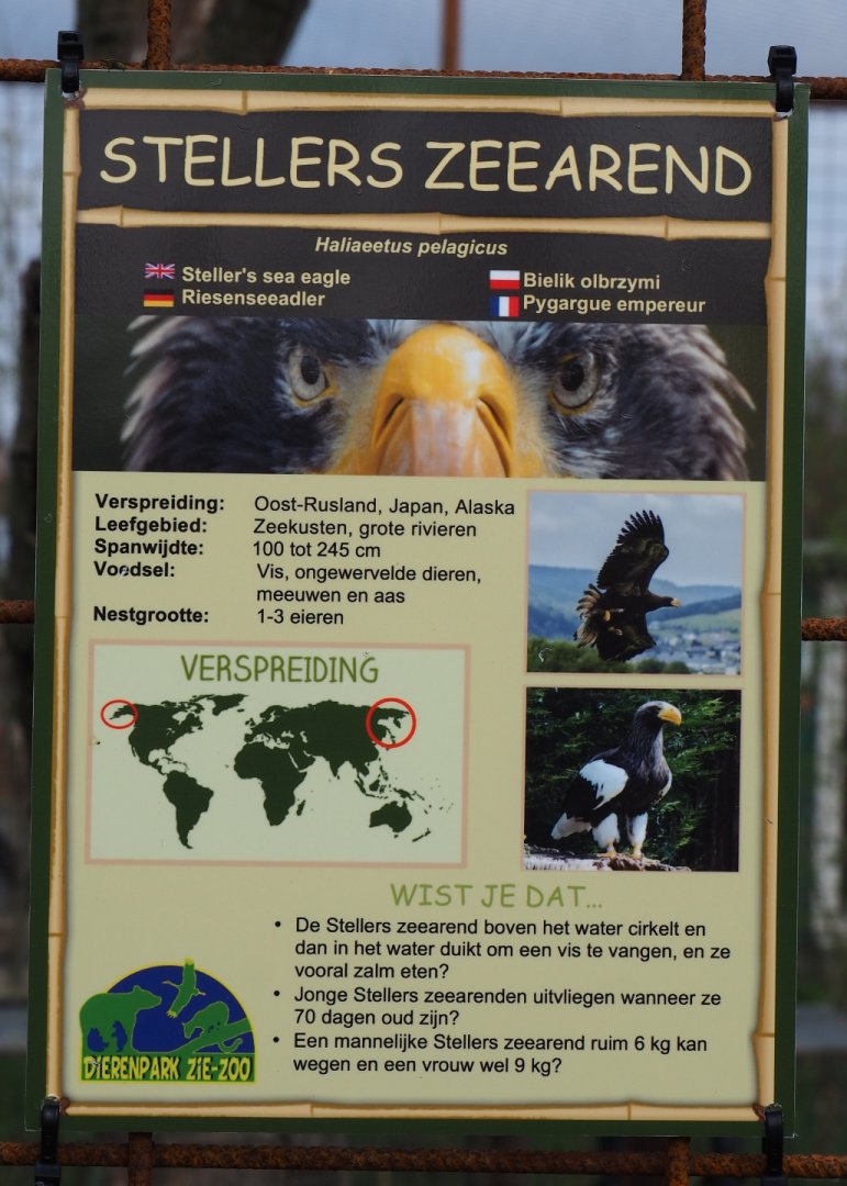 Sign Steller's sea eagle, 2019-04-06