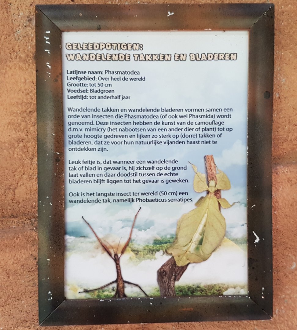 Sign Stick- and Leaf-insects