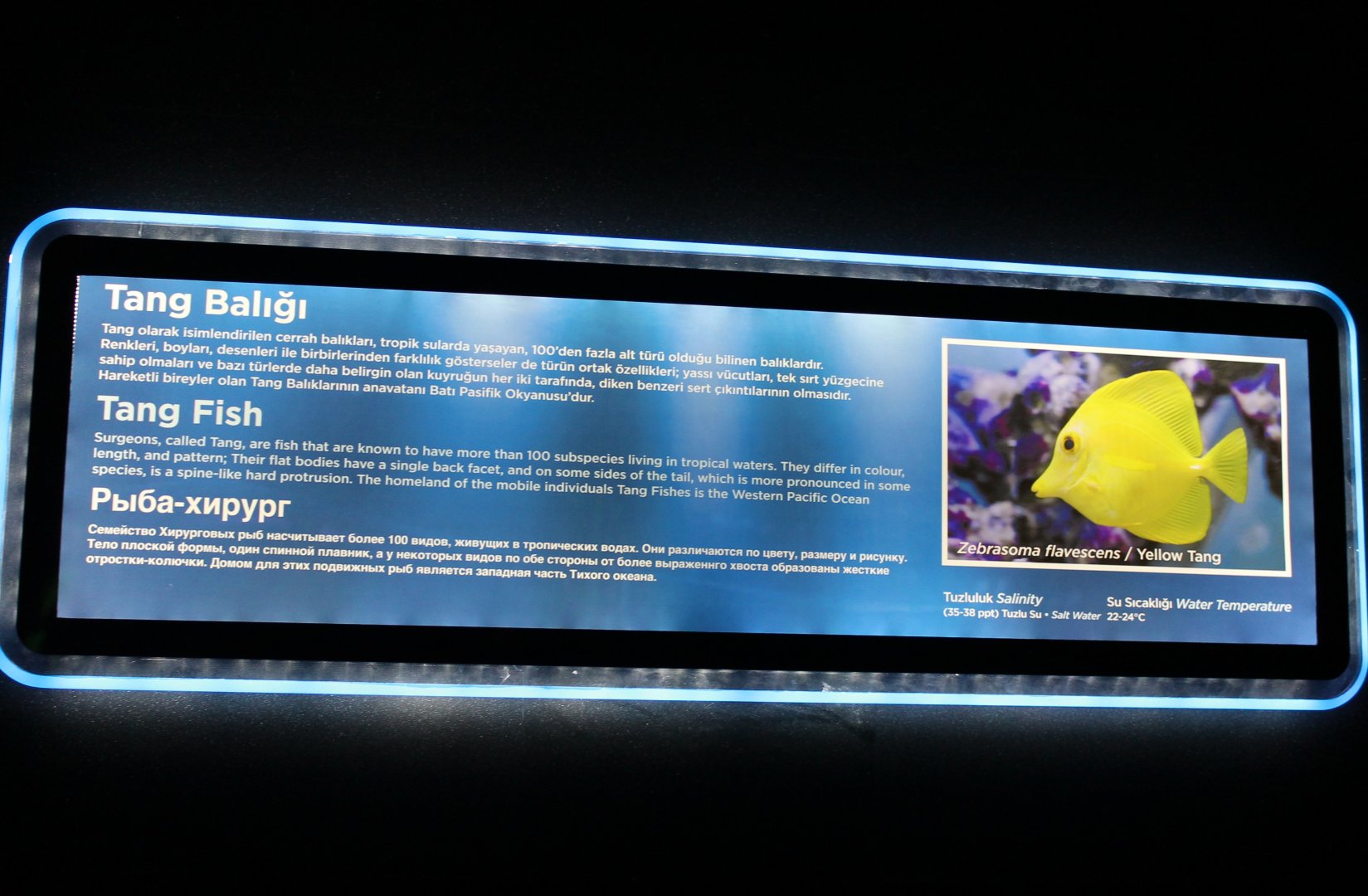 Sign Surgeonfish-tank