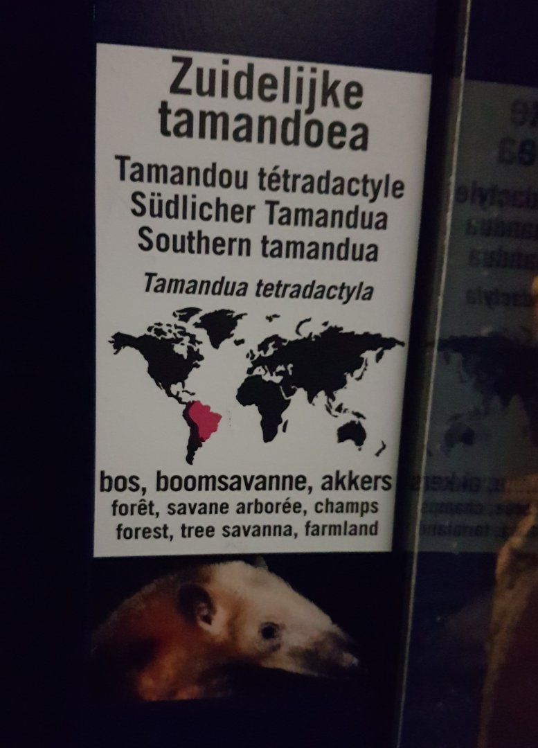 Sign Tamandua