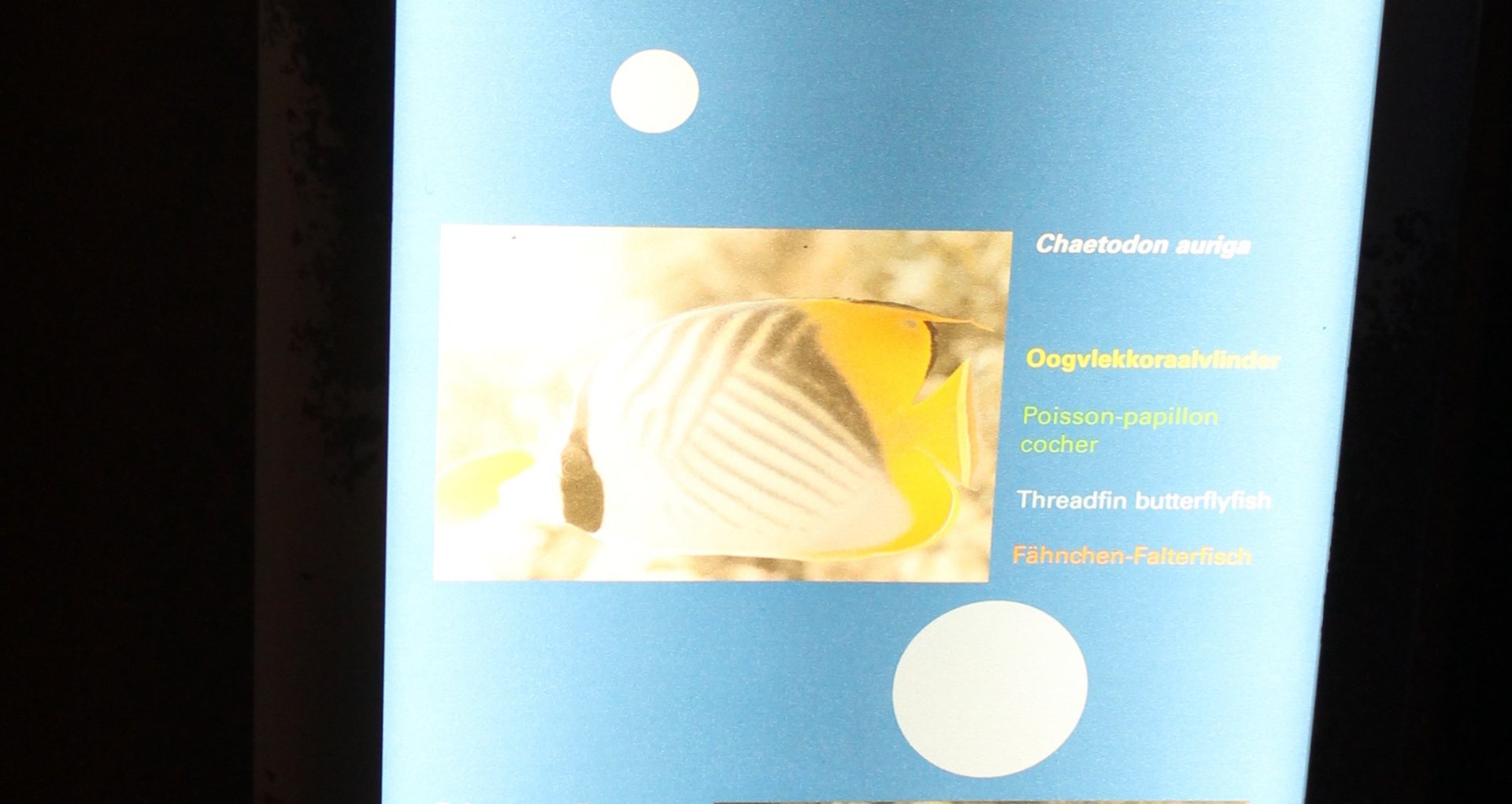 Sign Threadfin butterflyfish - Chaetodon auriga