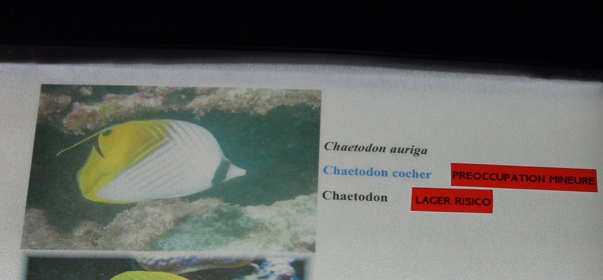 Sign Threadfin butterflyfish - Chaetodon auriga