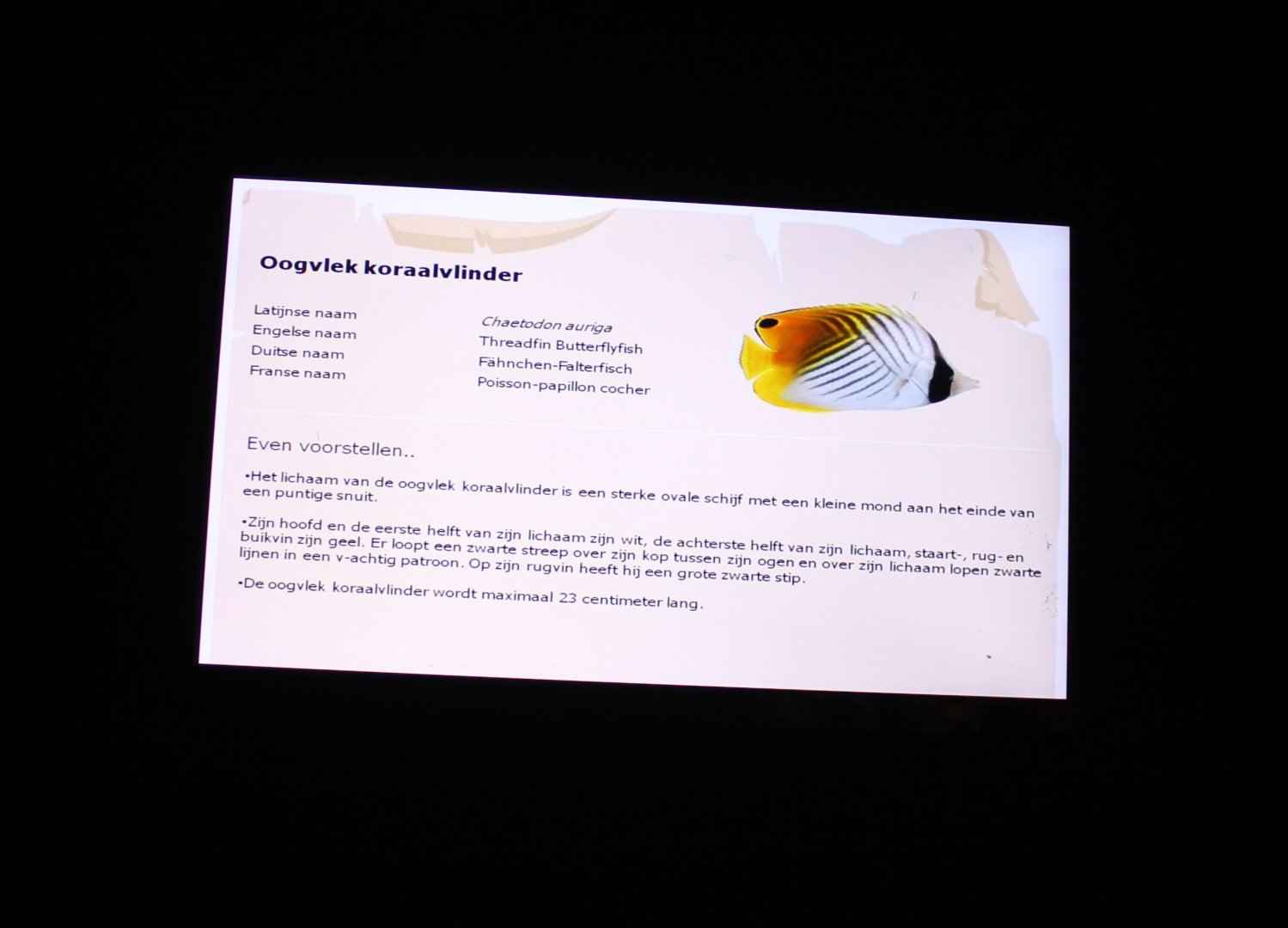 Sign Threadfin butterflyfish - Chaetodon auriga