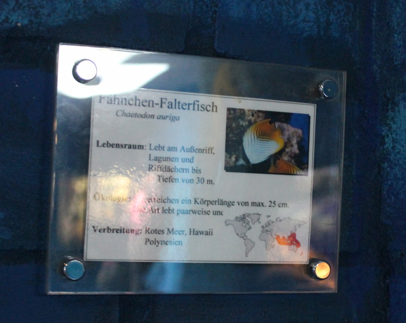 Sign Threadfin butterflyfish