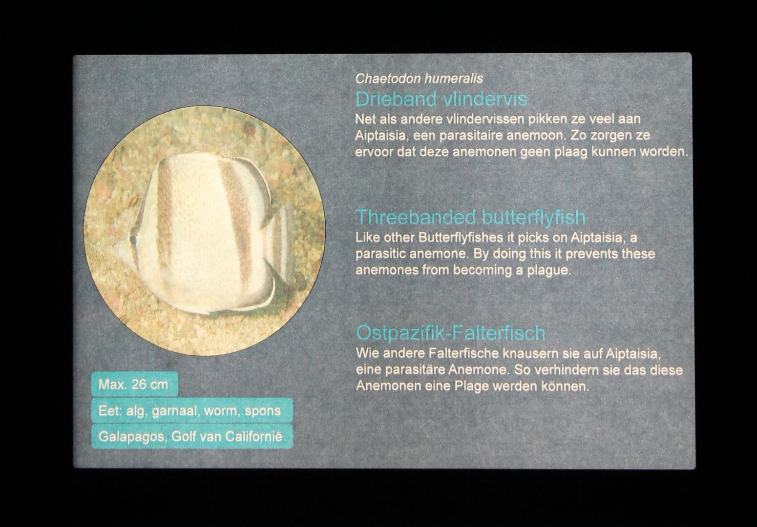 Sign Three-banded butterflyfish - Chaetodon humeralis