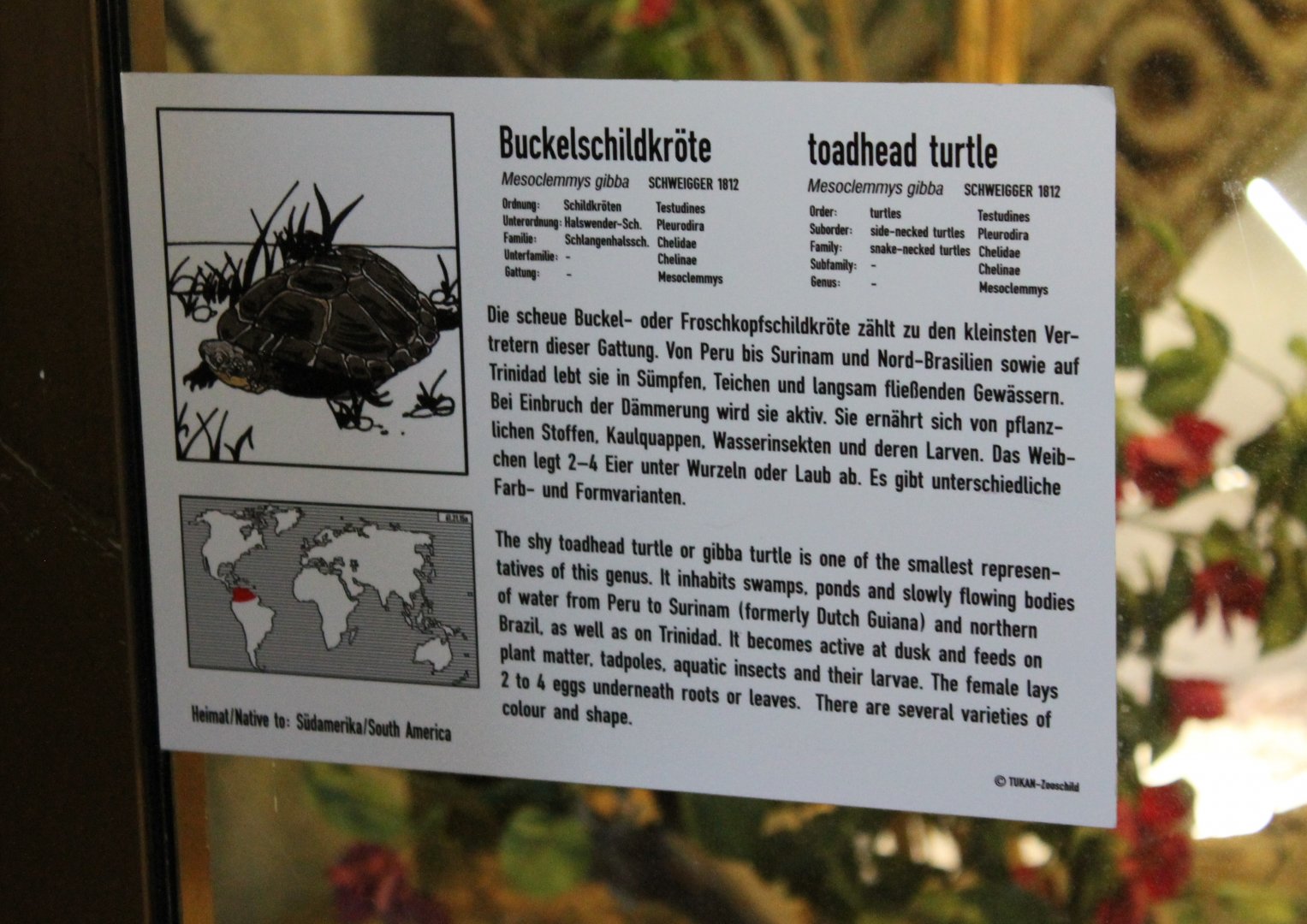 Sign Toadhead turtle