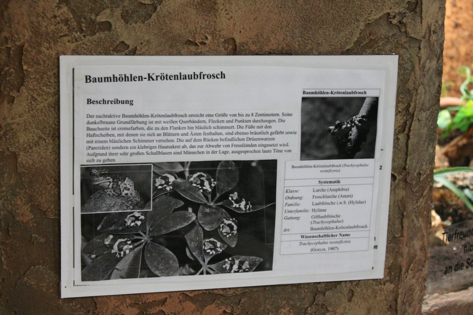 Sign Trachychephalus resinifictrix