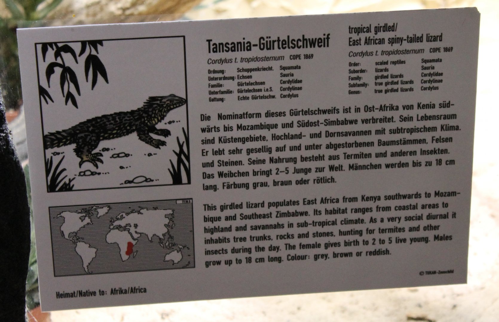 Sign Tropical girdled lizard