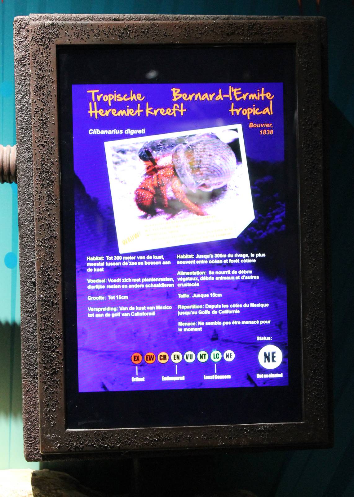 Sign Tropical hermite crab