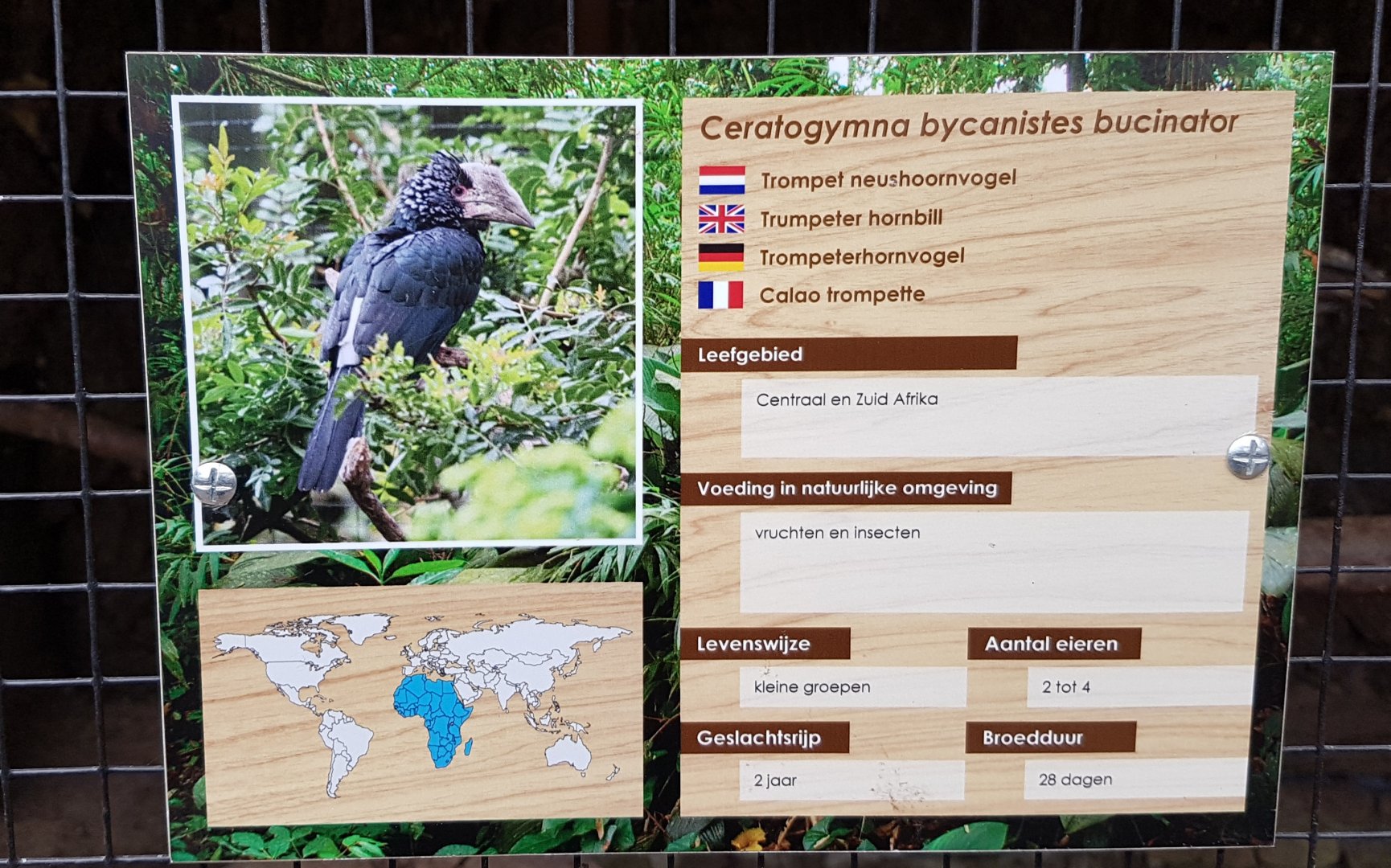 Sign Trumpeter hornbill