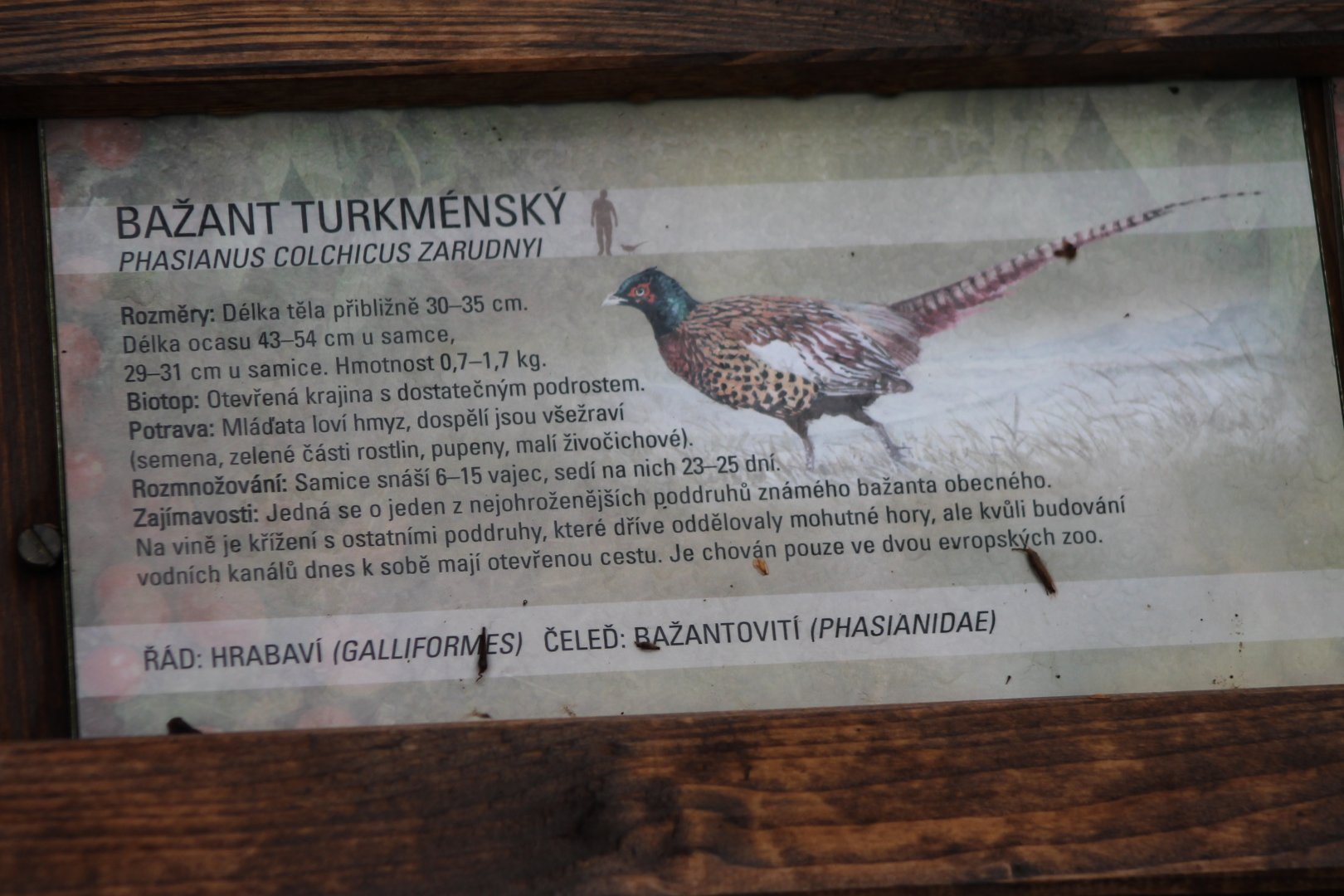Sign Turkmesian pheasant