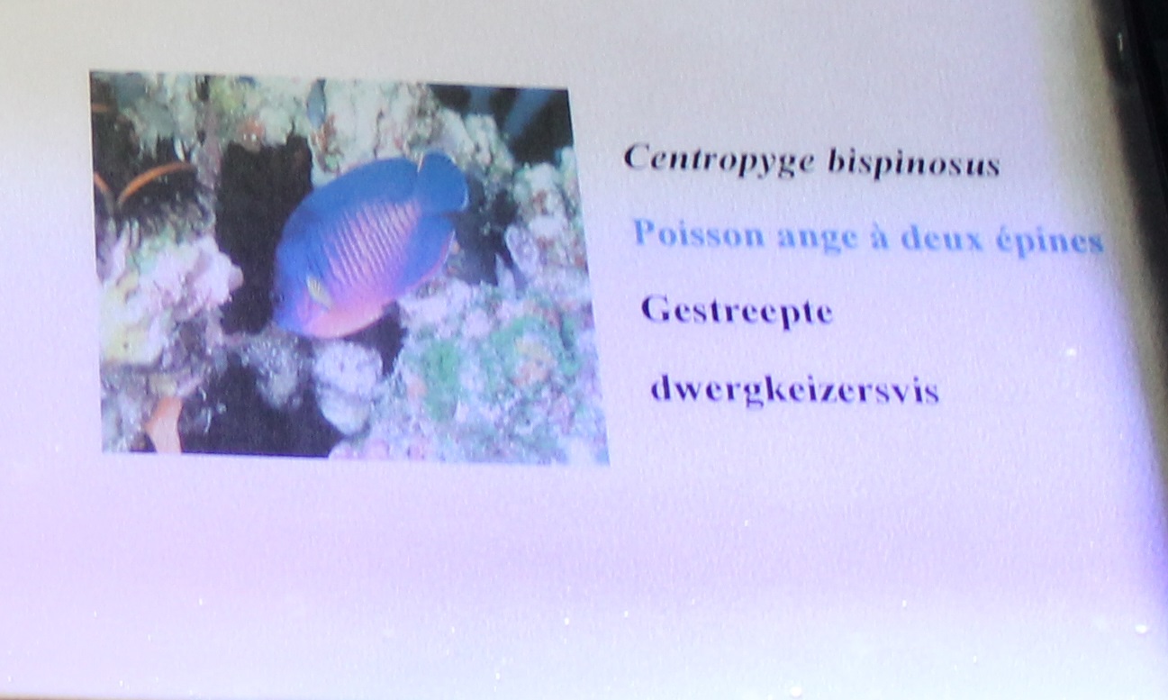 Sign Two-spined angelfish - Centropyge bispinosa