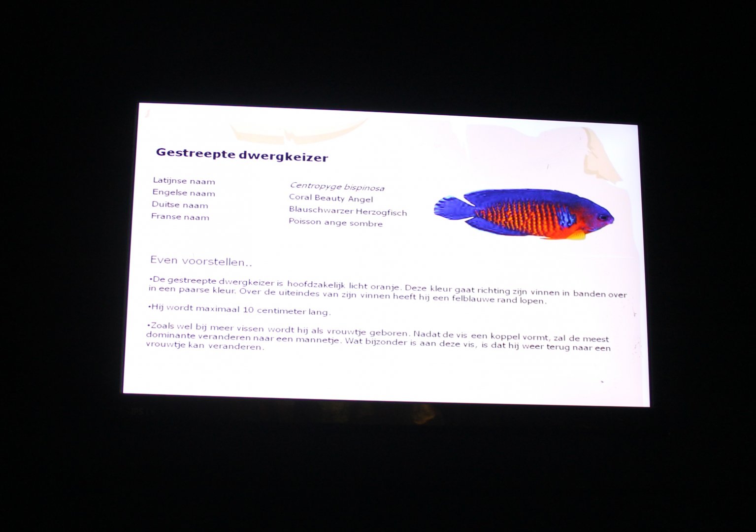 Sign Two-spined angelfish - Centropyge bispinosa