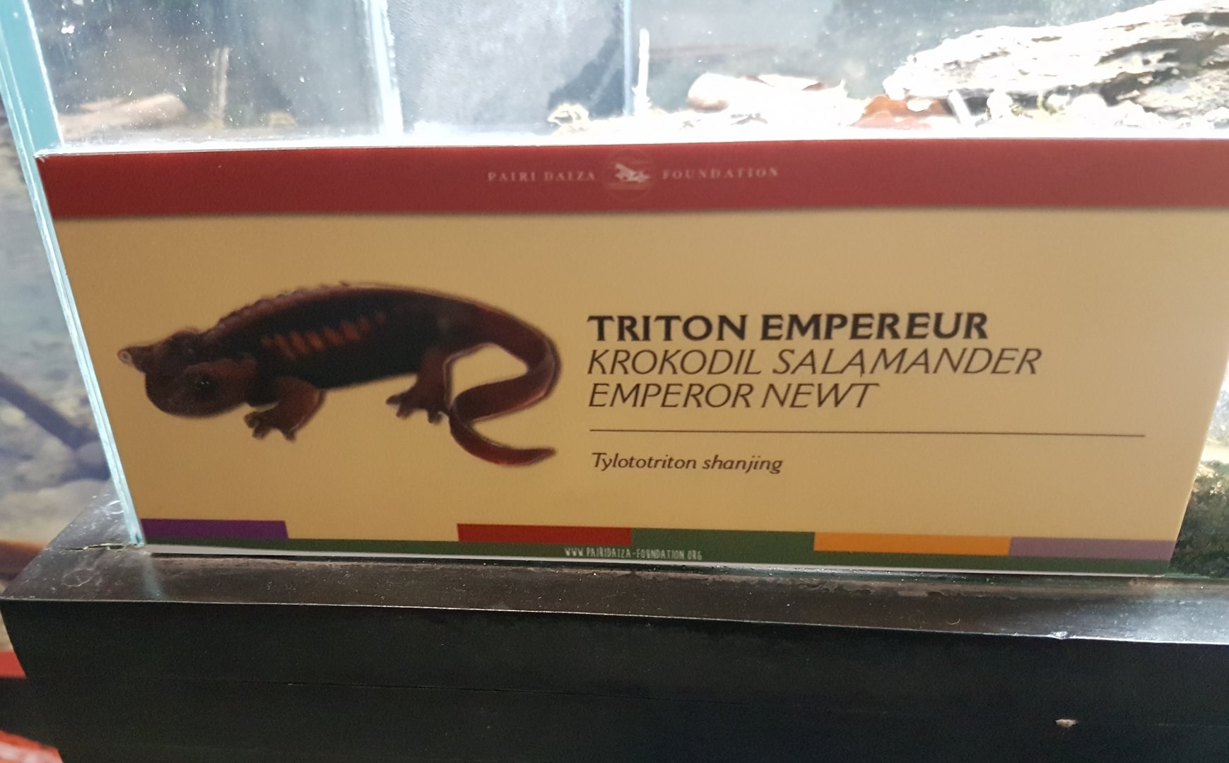 Sign Tylotriton shanjing