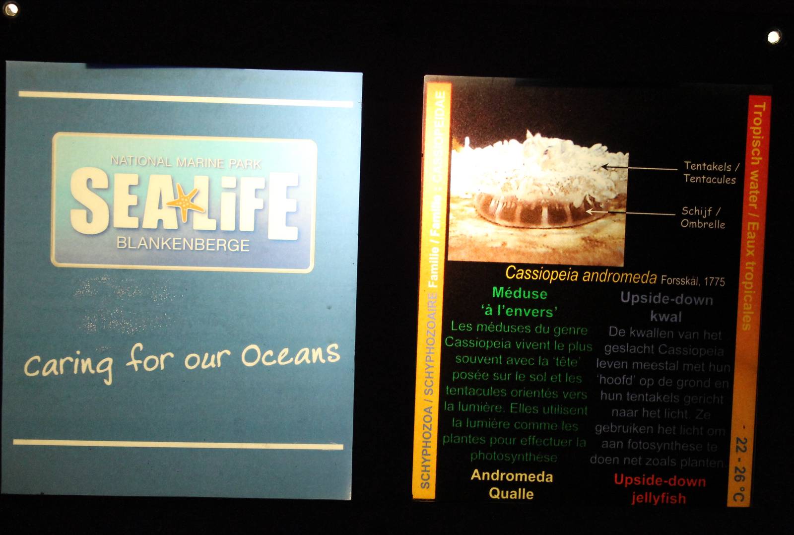 Sign Upside-down jellyfish