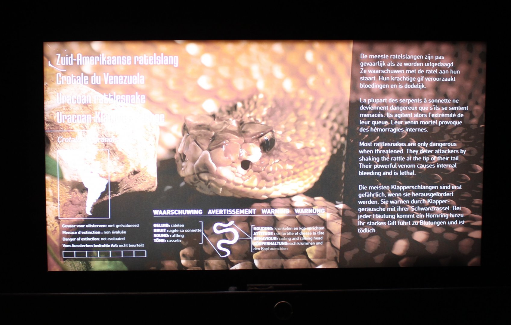 Sign Uracoan rattlesnake