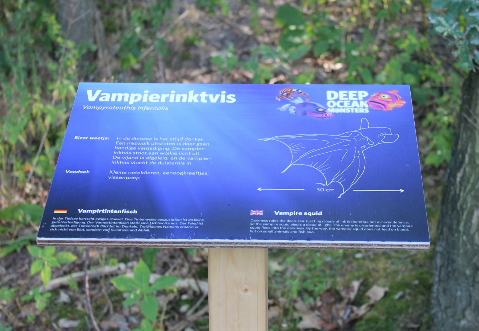 Sign Vampire squid