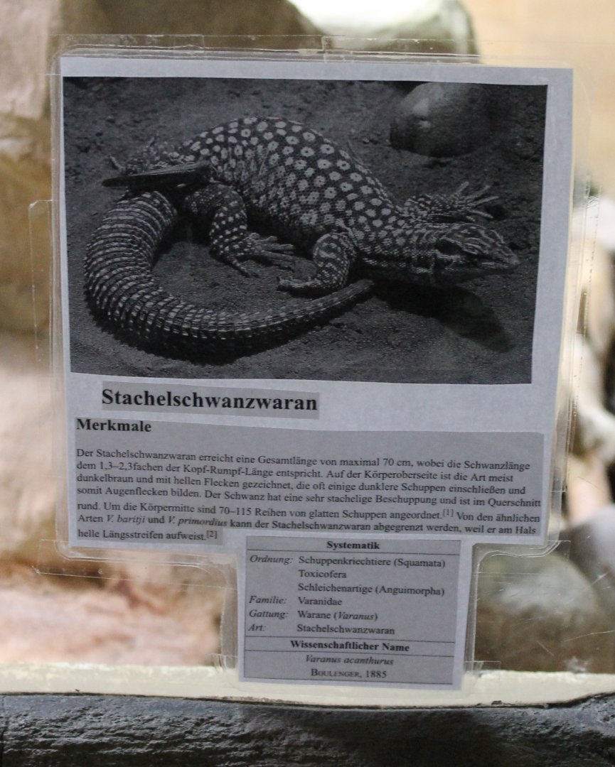 Sign Varanus acanthurus