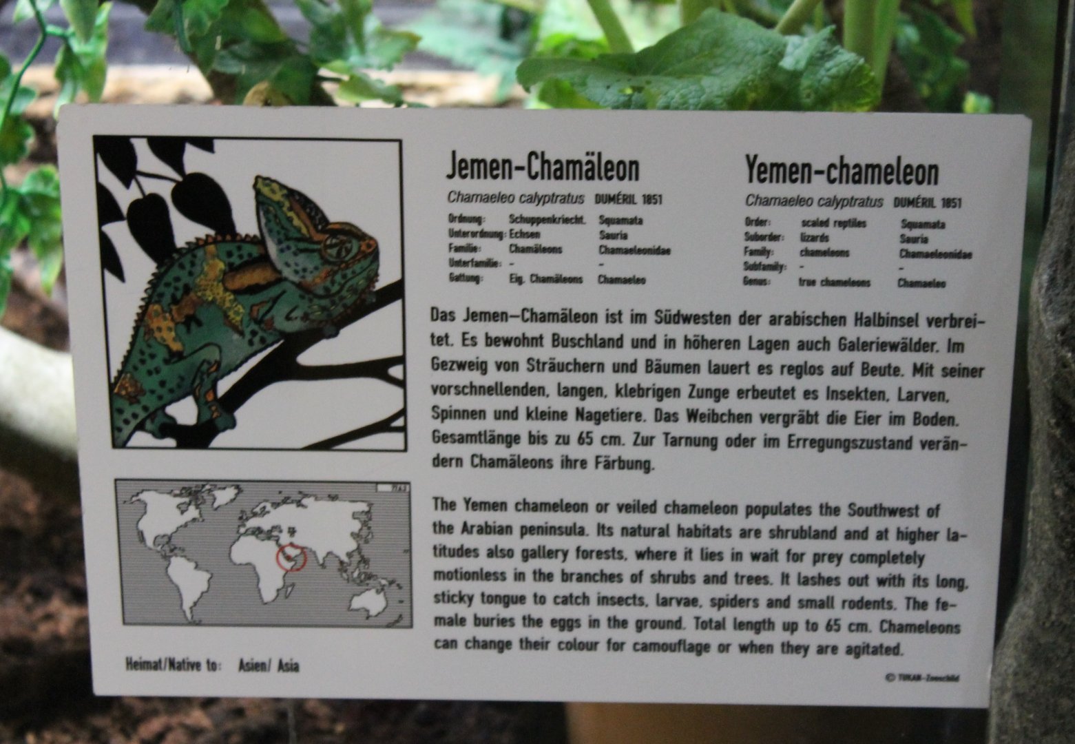 Sign Veiled chameleon