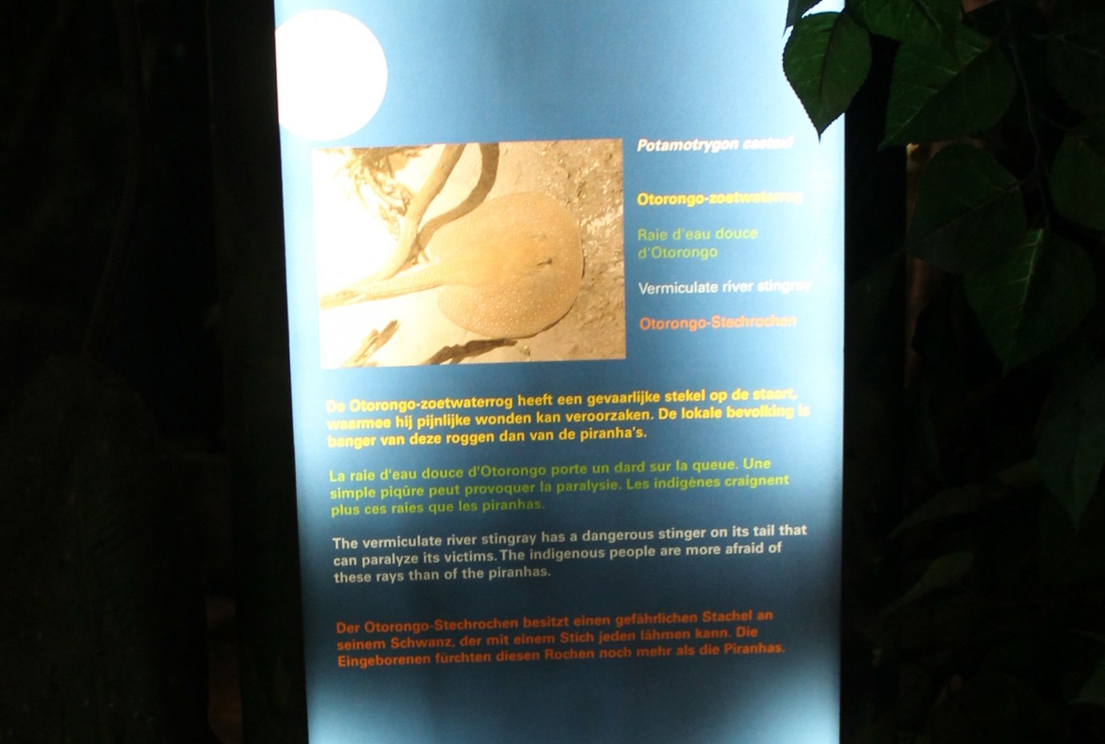 Sign Vermiculate river stingray