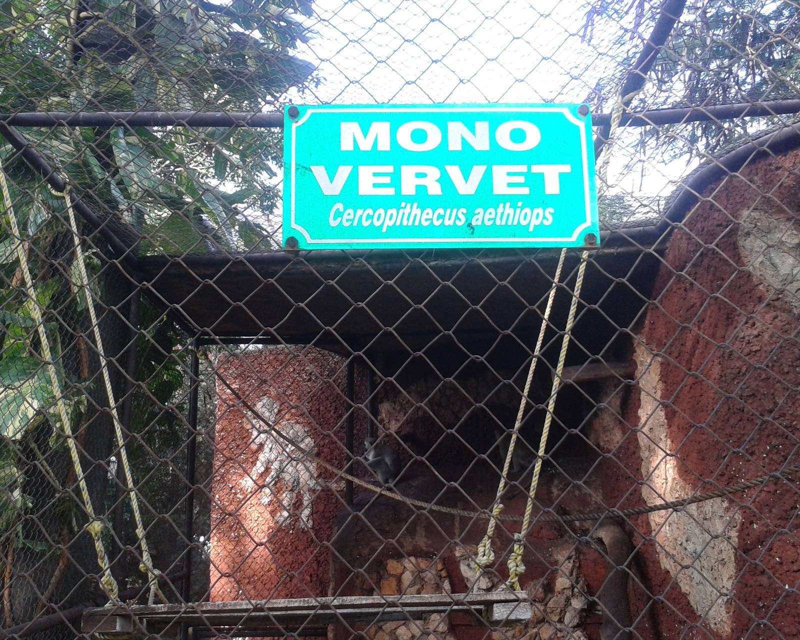 Sign Vervet monkey