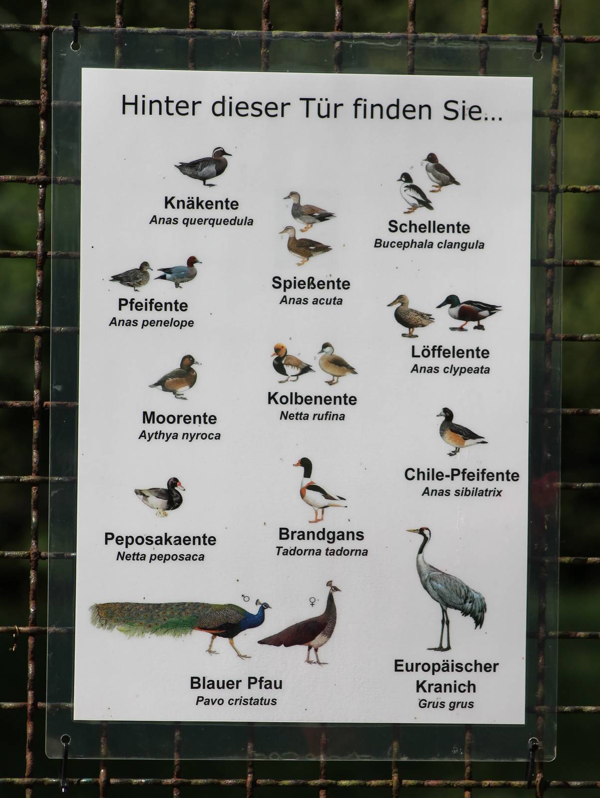 Sign Walk-through enclosure