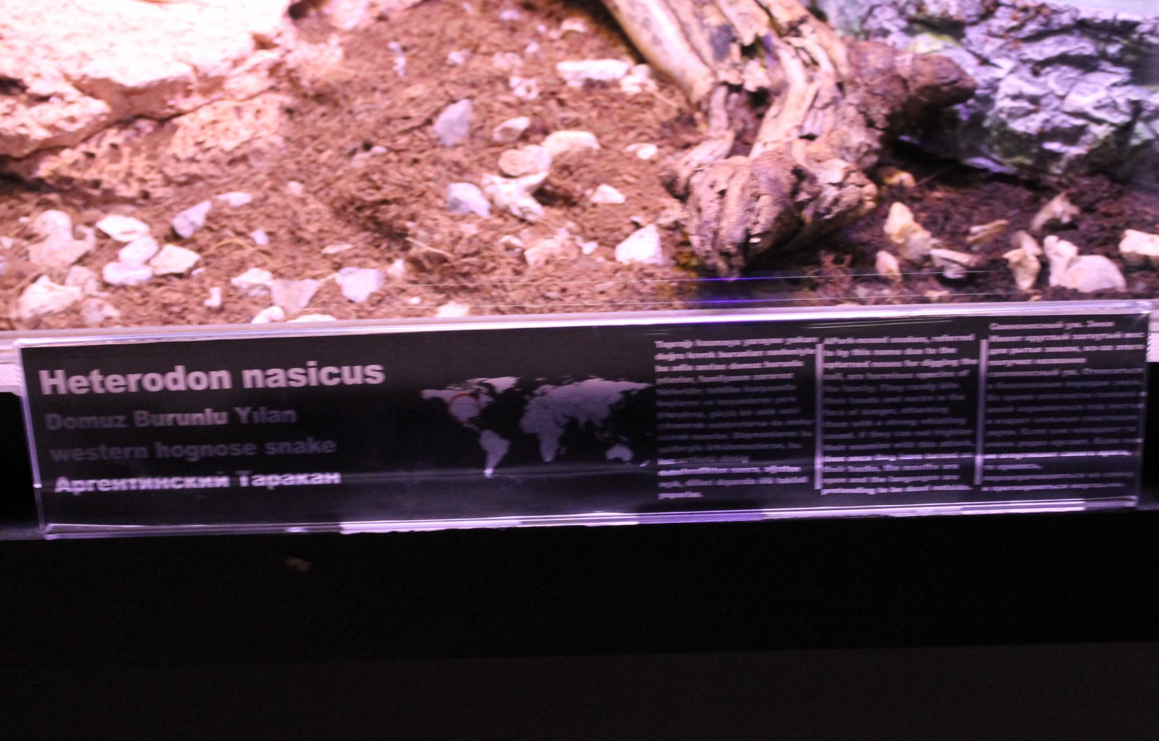 Sign Western hognose snake