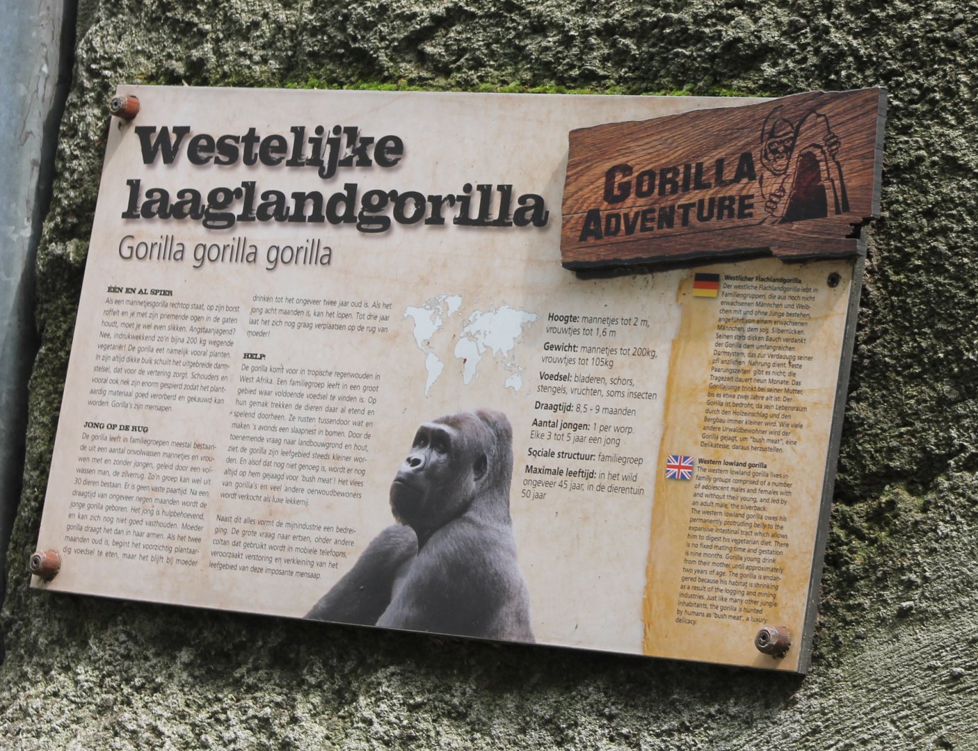 Sign Western lowland gorilla
