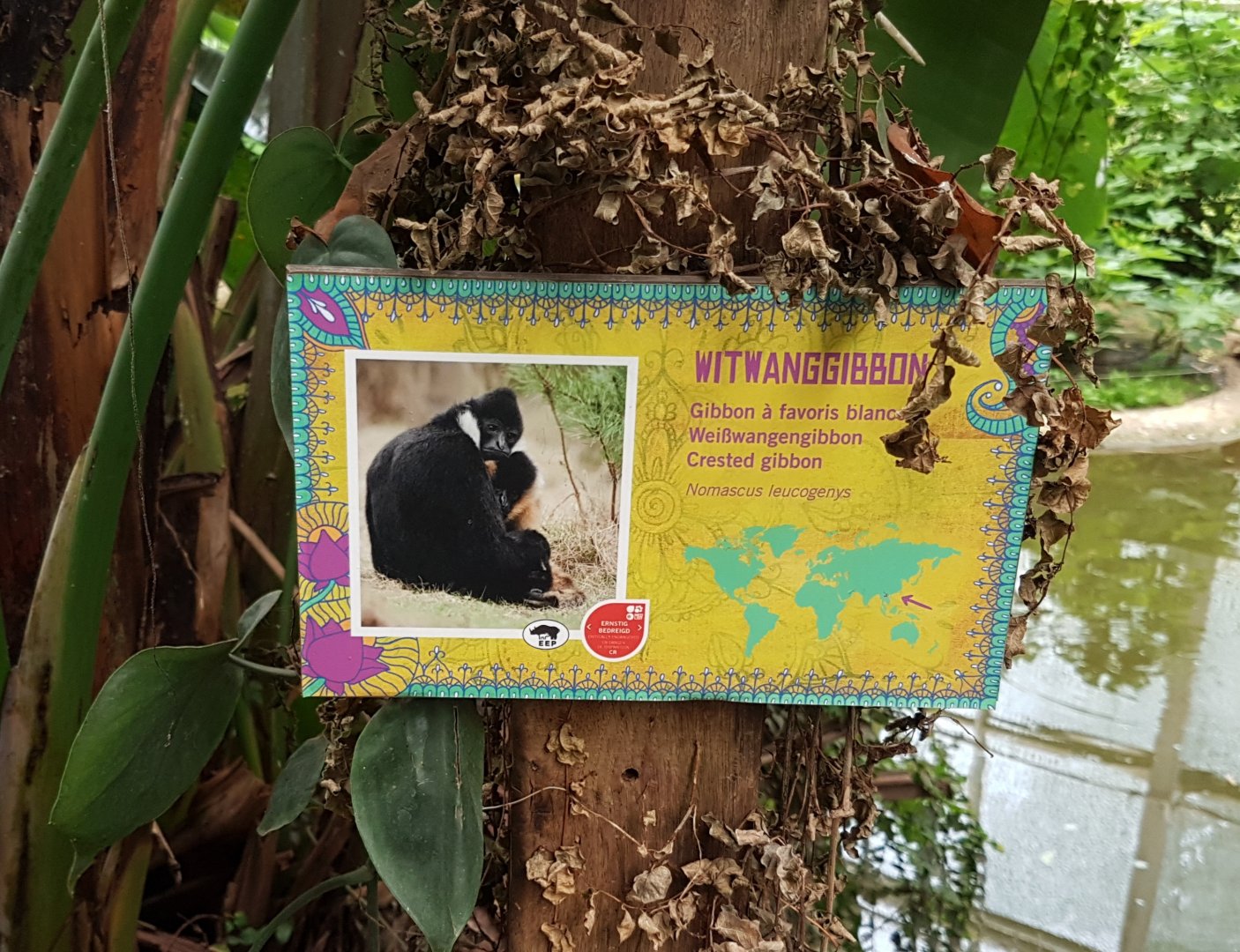 Sign White-cheeked gibbon