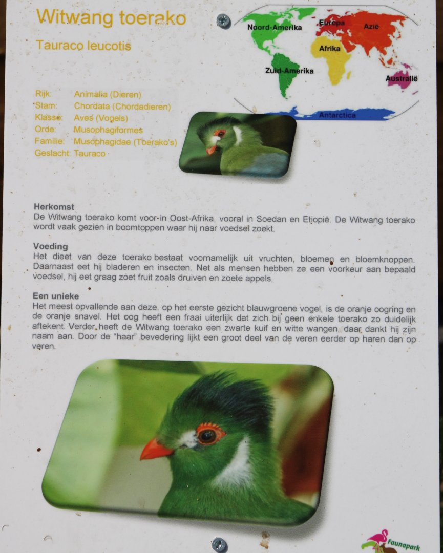 Sign White-cheeked touraco