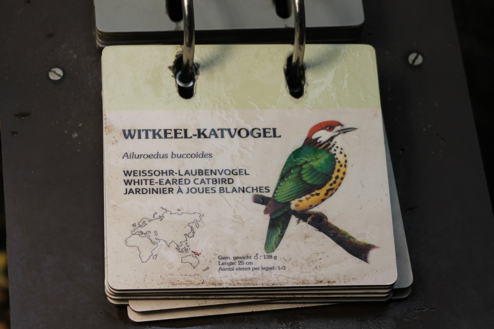 Sign White-eared catbird