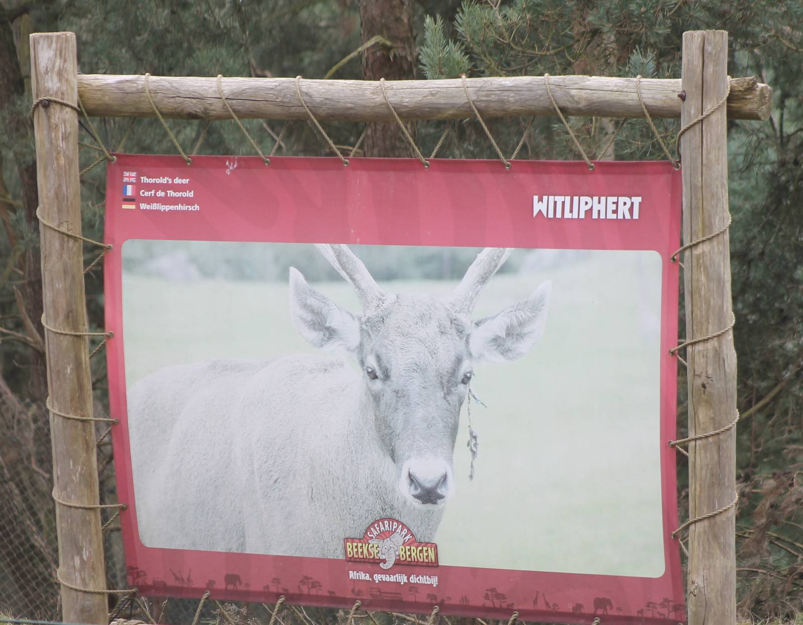 Sign White-lipped deer