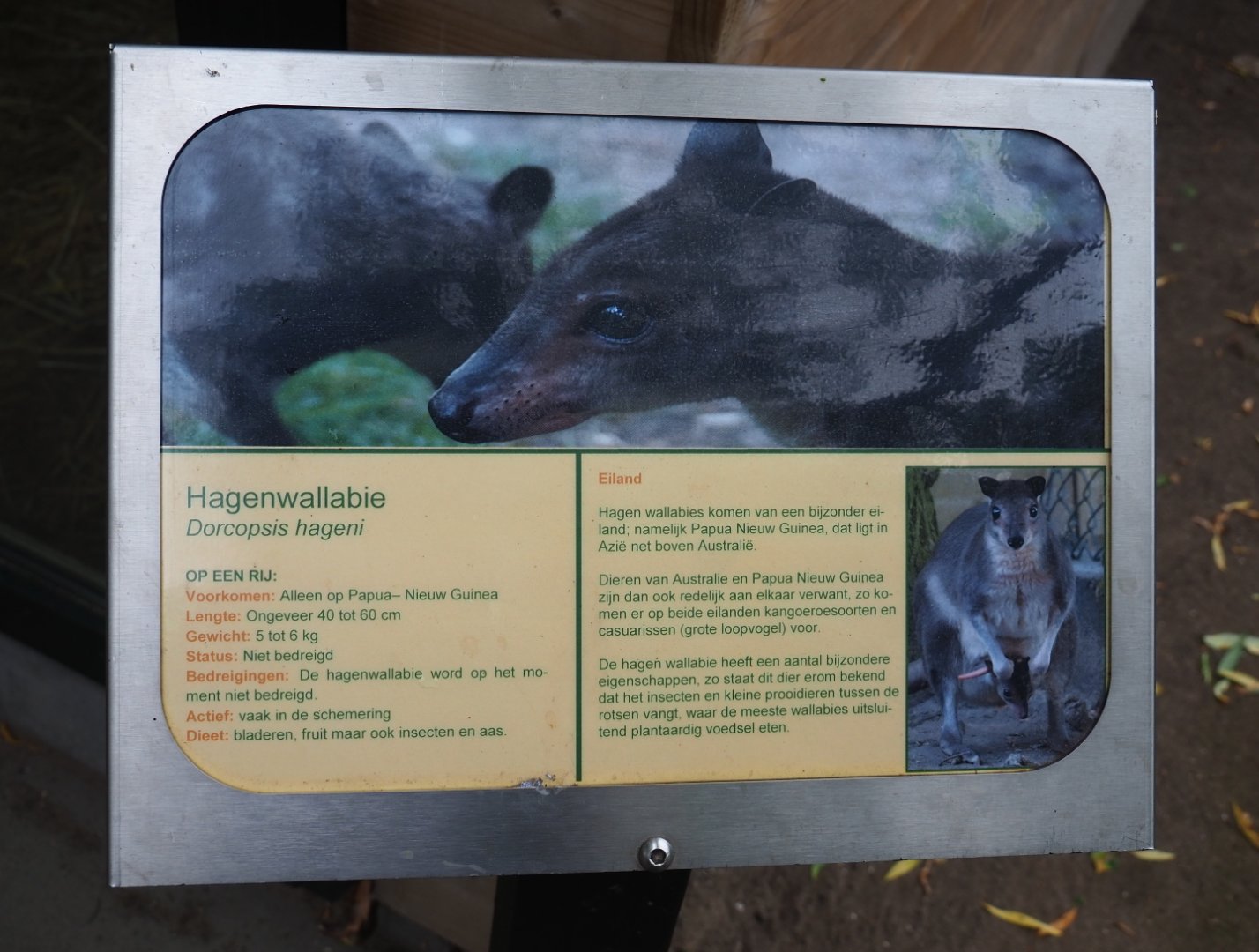 Sign white-striped dorcopsis, 2019-05-25