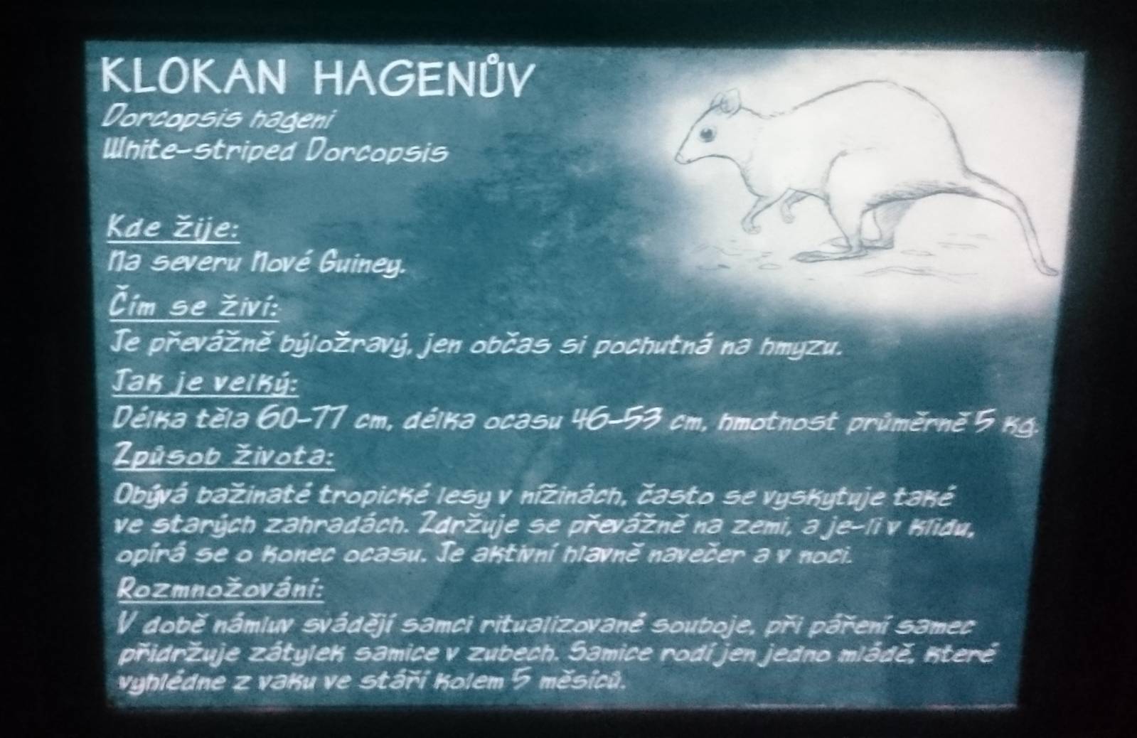 Sign White-striped dorcopsis