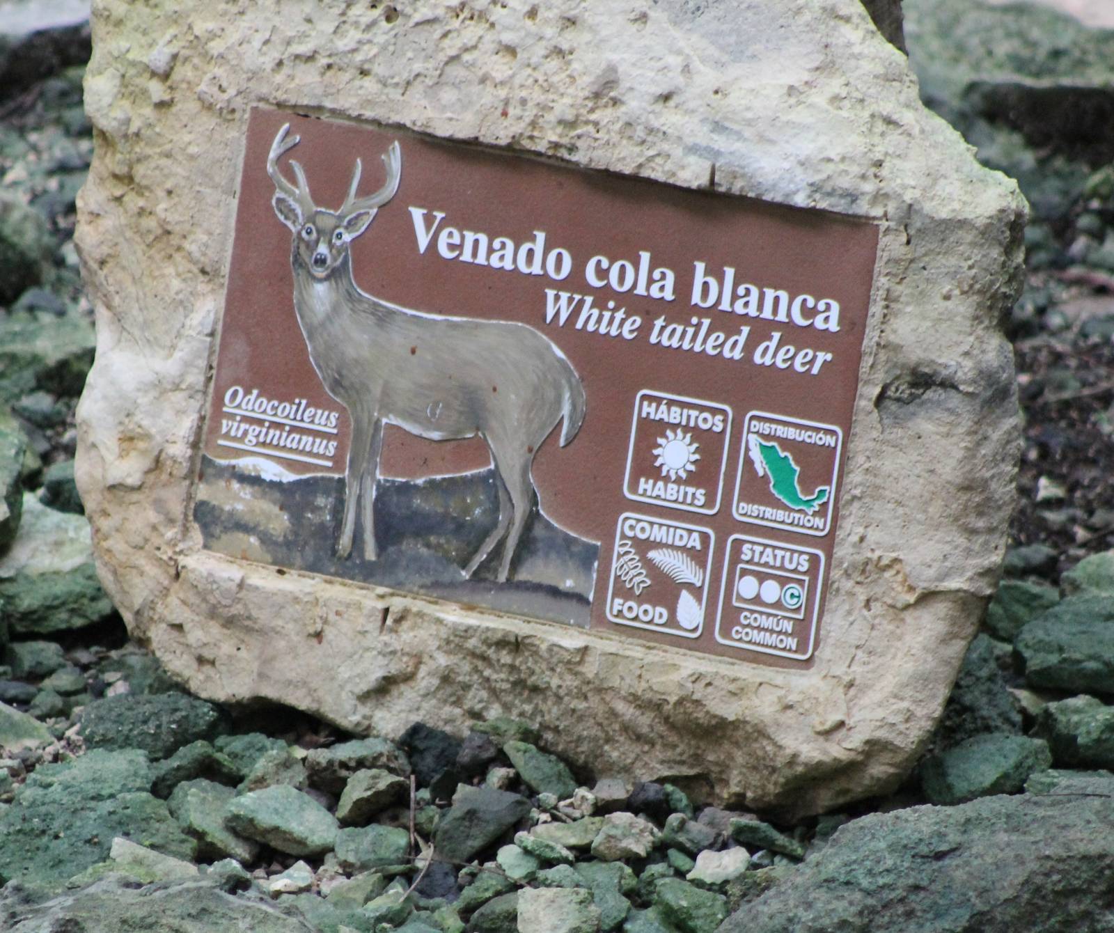 Sign White-tailed deer