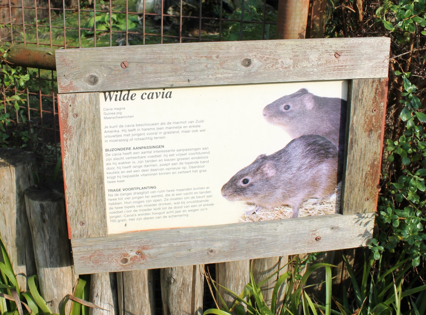 Sign Wild cavy